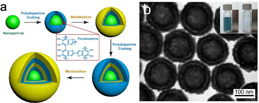 Figure 1: a) Schematic of the synthesis of core-shell plasmonic nanogapped nanoparticles (NNPs) based on polydopamine coating, b) TEM image of core-shell magnetic NNPs. [Inset] Photograph of magnetic separation of the magnetic NNPs.