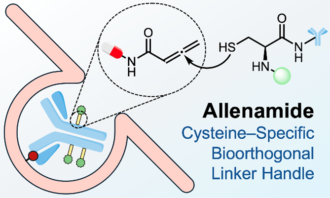 Figure 1: Allenamide as a Cysteine-Specific Linker for Antibody-Drug Conjugates