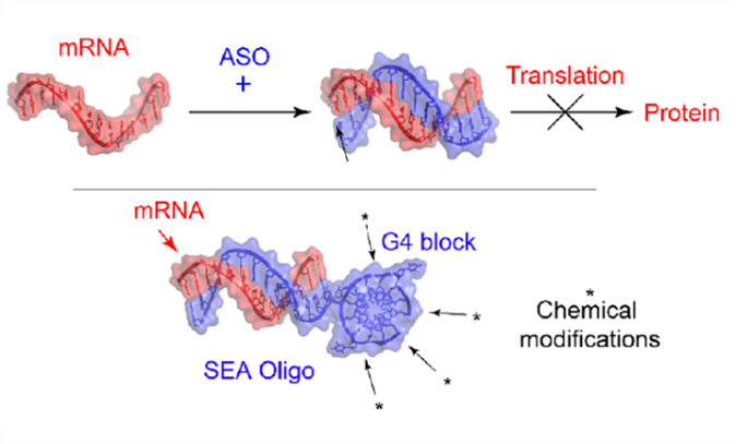 Figure 1: G-quadruplexes (G4) are compact nucleic acid complexes showing high thermal stability and nuclease resistance. Here we present SEA oligos (structure-enhanced antisense oligonucleotides), which are antisense oligos joined by G4 for enhanced stability. The G4 can serve as a scaffold for further functionalisation with chemical modifications. 