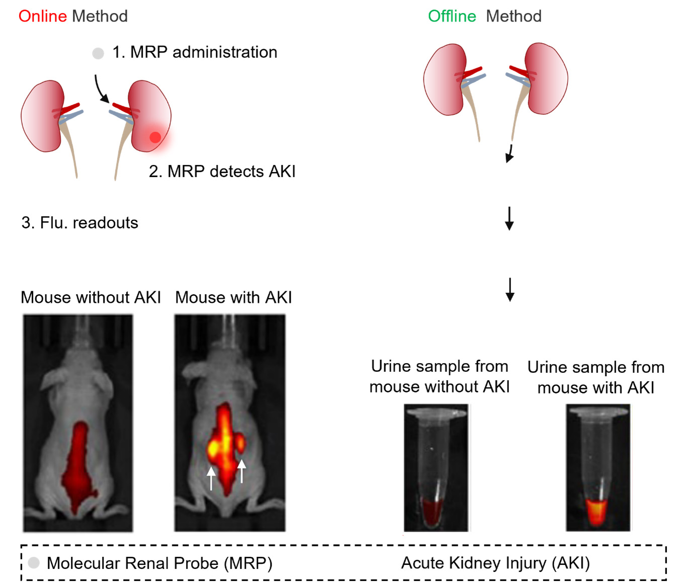 Figure 1: [Left] Acute kidney injury (AKI) detection with molecular renal probe (MRP) using the online method in which MRP is systemically introduced into the mice with or without AKI. The fluorescence images of the mouse clearly indicate the locations of kidneys with AKI. [Right] AKI detection with MRP using the offline method where the urine samples are collected from the mouse with or without AKI. After the incubation of MRP, the fluorescence signals from the urine samples are then detected for the presence or absence of AKI