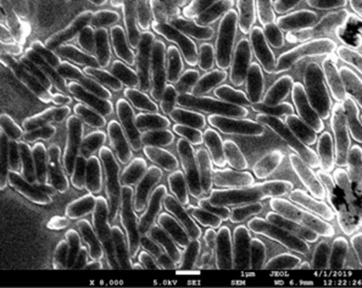 Figure 1: SEM morphology image of the bacteria culture used in cement paste. 