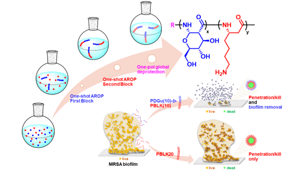 Figure 1: An antimicrobial peptidomimetic block-co-beta-peptide, synthesised by a facile one-shot one-pot polymerisation process, disperses biofilm matrix and kills methicillin resistant Staphylococcus aureus (MRSA) bacteria