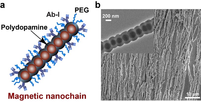 Figure 1: a) Schematic illustration of functionalised magnetic nanochain. b) Scanning electron microscopy (SEM) and transmission electron microscopy (TEM) images of magnetic nanochains