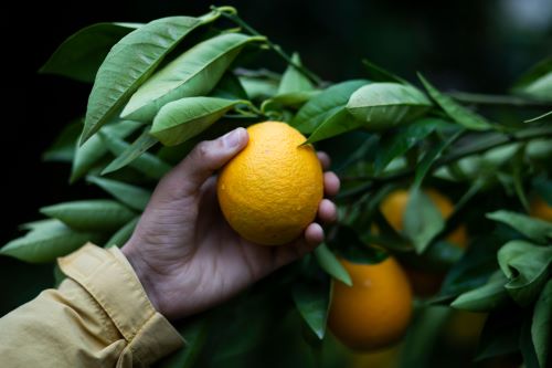 Zimbabwe To Start Exporting Citrus To China 