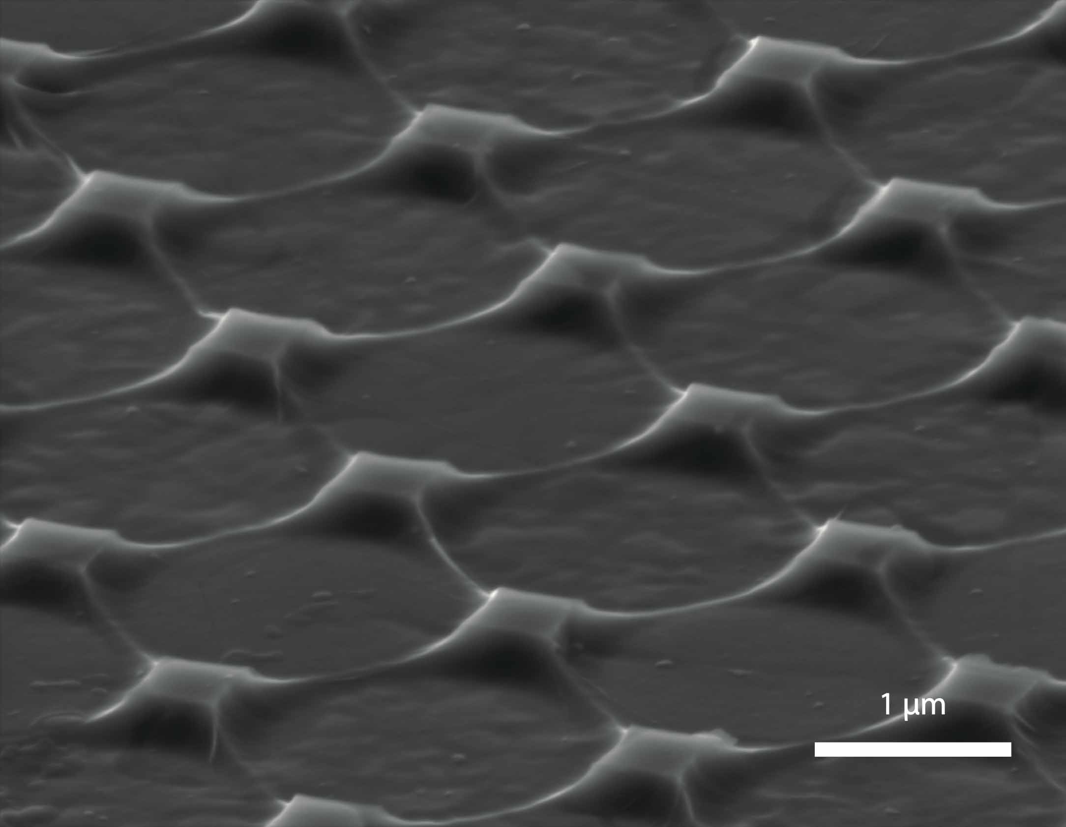 Microscopic image of graphene nanopillars