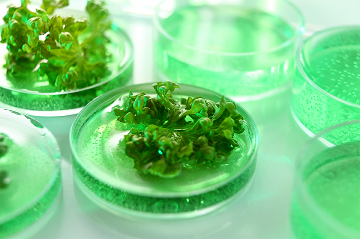 SBS Research Pillar - Plant and Agrobiology Key Visual for SBS Research Pillar - Plant and Agrobiology