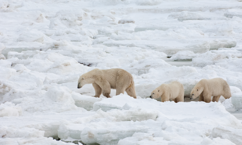Polar Bears, Environment