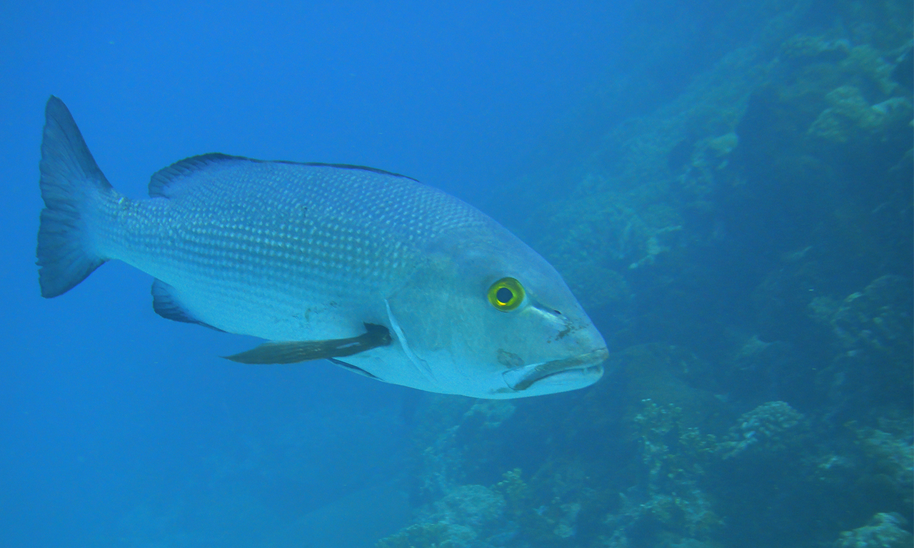 Saving the fish in a time of environmental crisis | The Asian School of ...