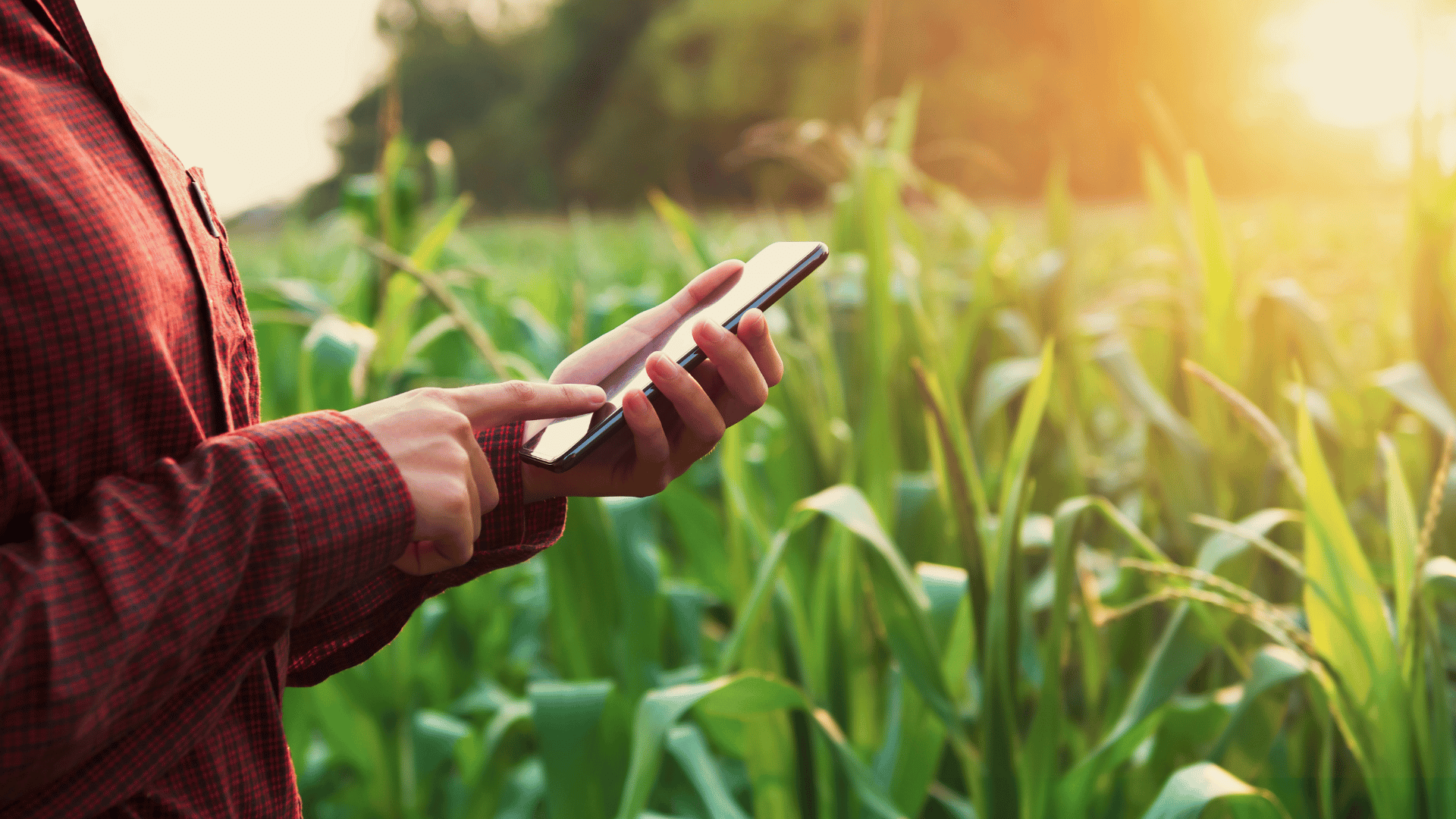 Farmer using mobile phone in a corn field